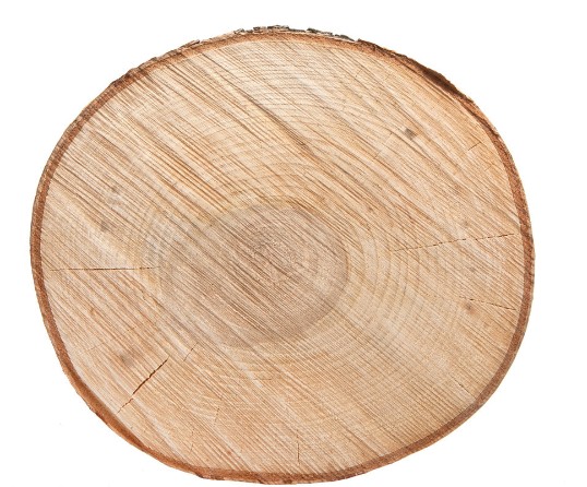 常见家具木材之桦木的优缺点